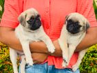 Pug Puppies