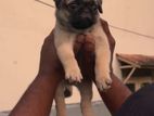 Pug Puppy