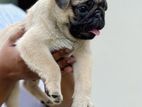 pug Puppy