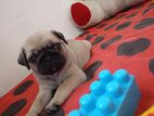 Pug Puppy