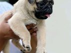Pug Puppy