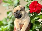 Pug Puppy