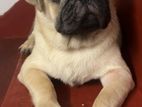 Pug Puppy