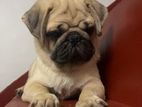 Pug Puppy