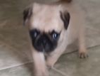 Pug Puppy