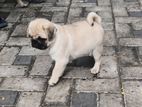 Pug Puppy