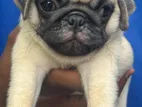 Pug Puppy