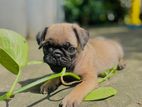 Pug Puppy