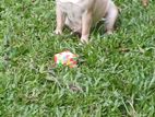 Pug Puppy