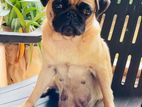 Pug puppy