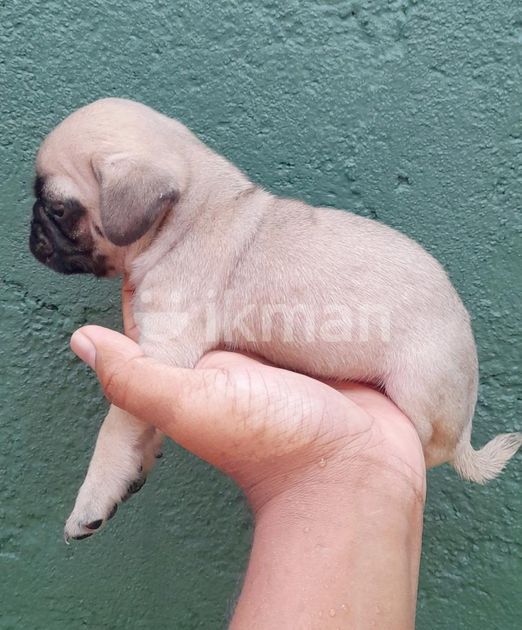 Pug Puppy in Negombo ikman