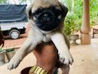 Pug Puppy