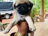 Pug Puppy