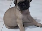 Pug Puppy