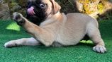Pug Puppies