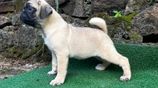 Pug Puppies