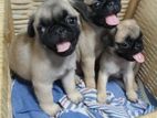 Pug Puppies