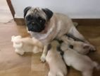 Pug Puppies