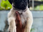 Pug Puppies