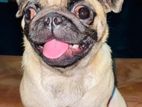 Pug Puppy