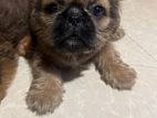 pug shihtzu mix puppies