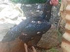 Pulli Hen
