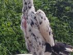 Pulli Shamo Rooster