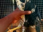 Rooster