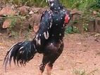Shamo Male Rooster