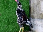 Shamo Rooster