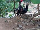 Rooster