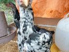 Farm Chicks