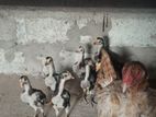 Pulli Shamo Chick