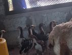 Shamo Rooster Chicks