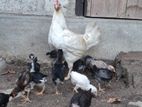 pulli shamo chicks