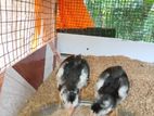 pulli shamo chicks