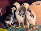 Country Chicken