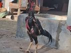 Pulli Rooster