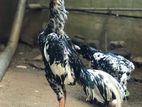 Pulli Shamo Rooster