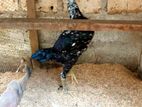 Farm Hens