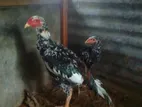 Shumo Rooster