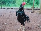 Pulli Shamo Rooster