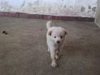Pomeranian Puppy