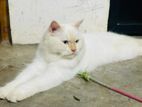 Persian Cat