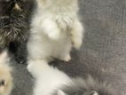 Punch Face Persian Kittens