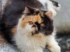 Punch Face Persian Cat