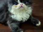Punch face Persian kittens