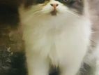 Punchface Persian Kittens