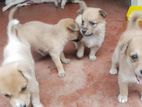 Dog Puppies for Kind Home