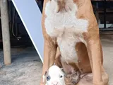 Boxer Puppies